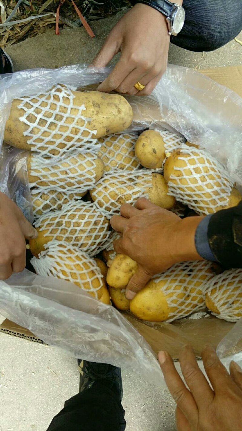 【精品批发】荷兰十五土豆袋子货诚信代办一手货源