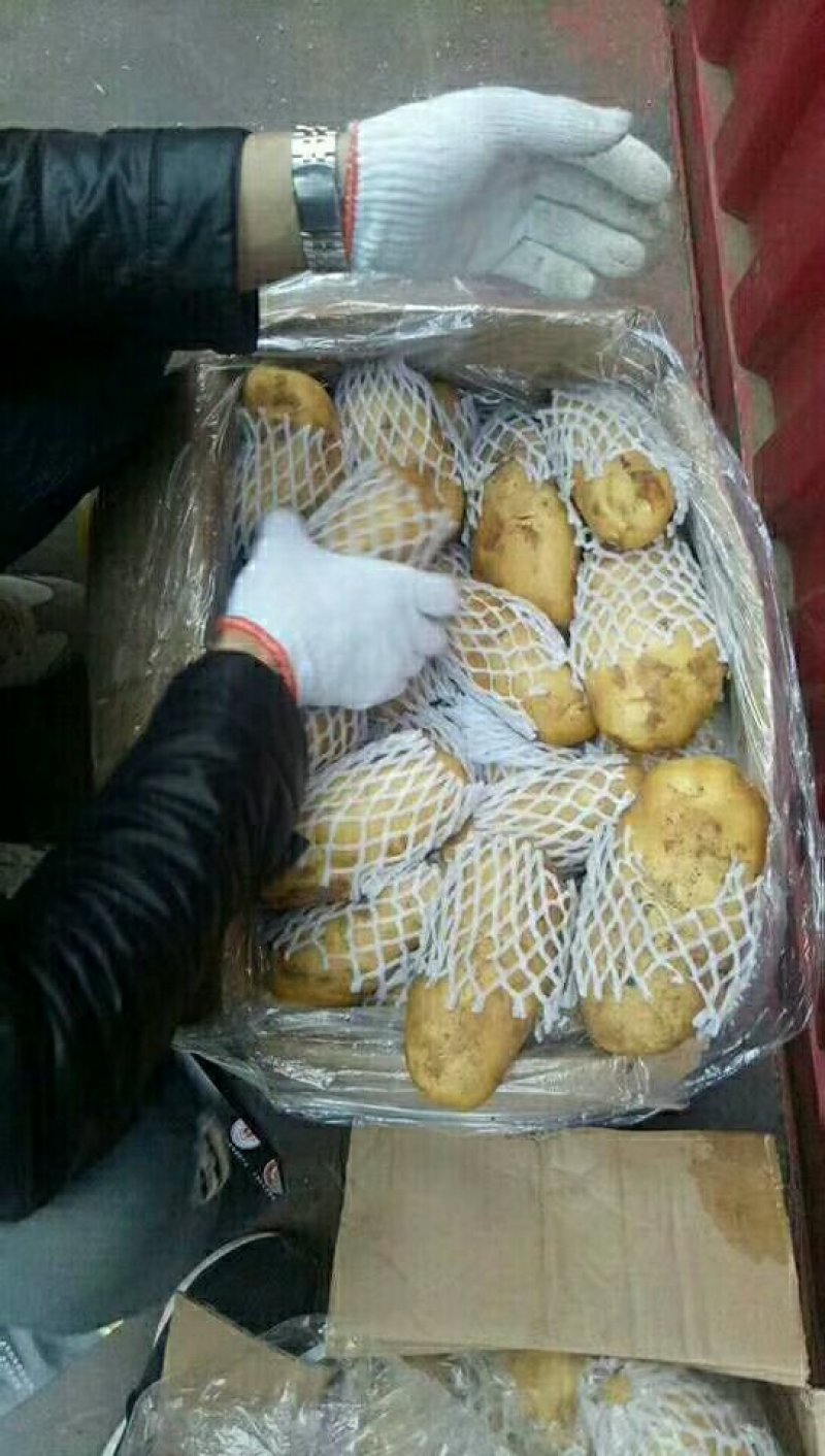 【精品批发】荷兰十五土豆袋子货诚信代办一手货源