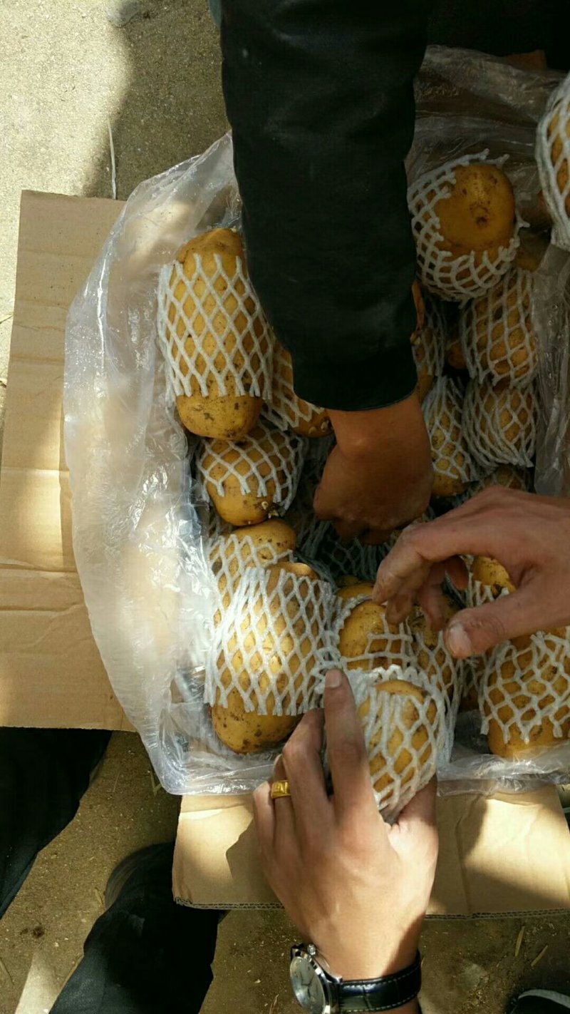 【精品批发】荷兰十五土豆袋子货诚信代办一手货源