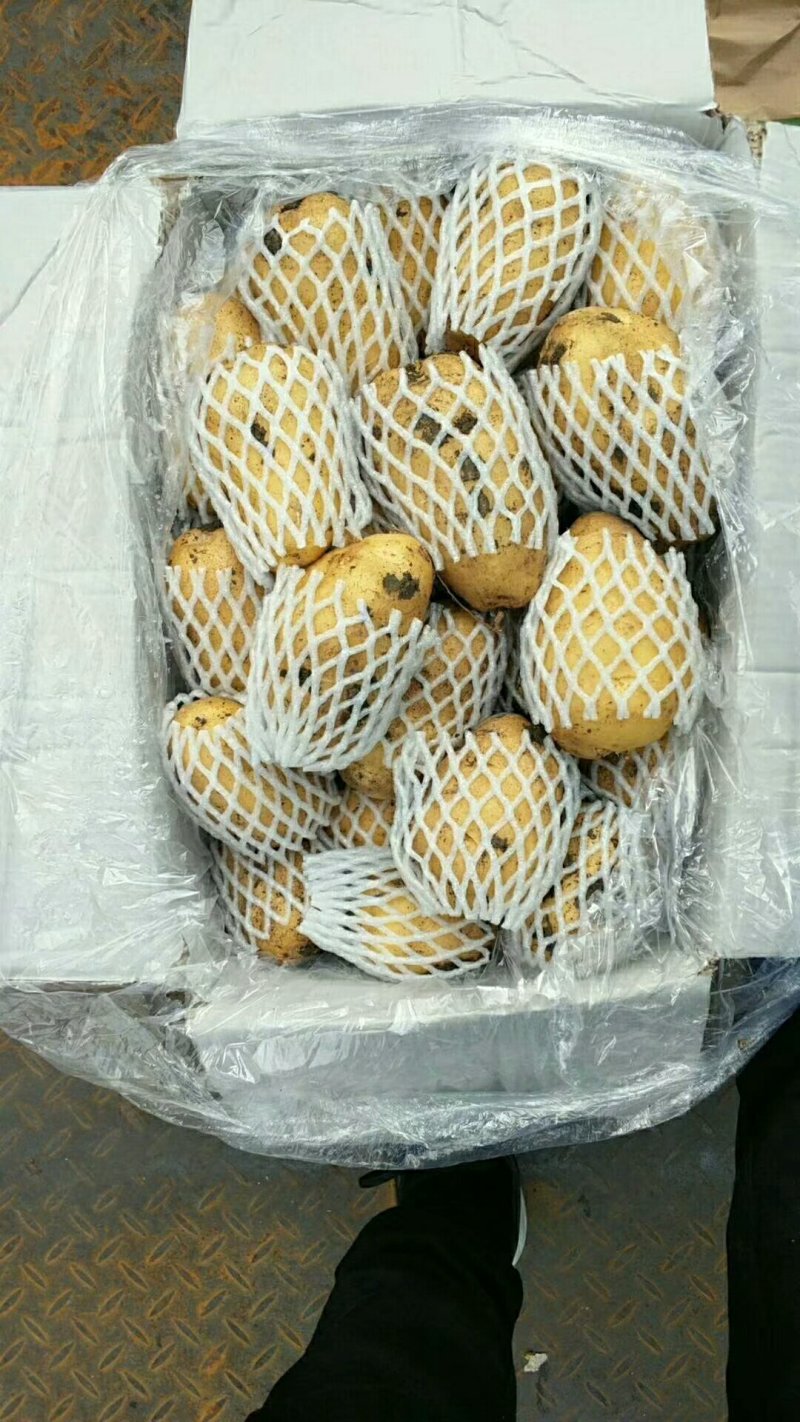【精品批发】荷兰十五土豆袋子货诚信代办一手货源