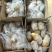 【精品批发】荷兰十五土豆袋子货诚信代办一手货源