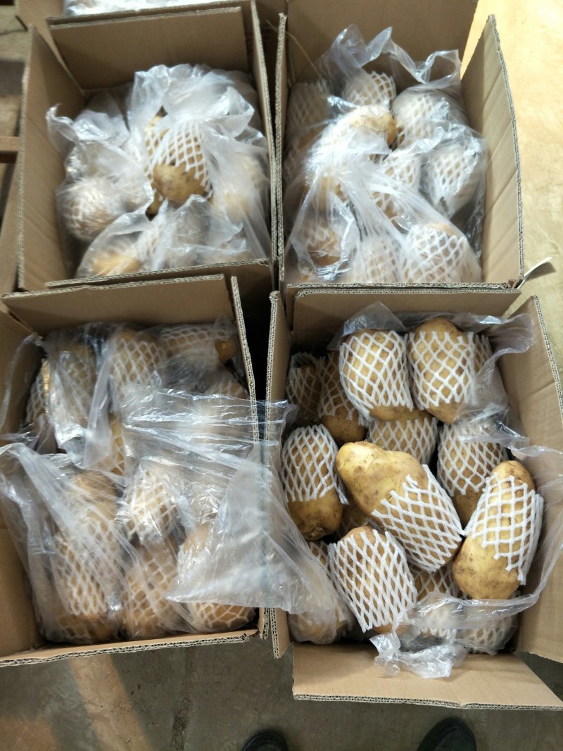 【精品批发】荷兰十五土豆袋子货诚信代办一手货源