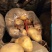 【精品批发】荷兰十五土豆袋子货诚信代办一手货源