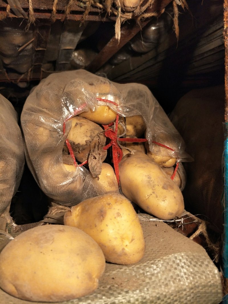 【精品批发】荷兰十五土豆袋子货诚信代办一手货源