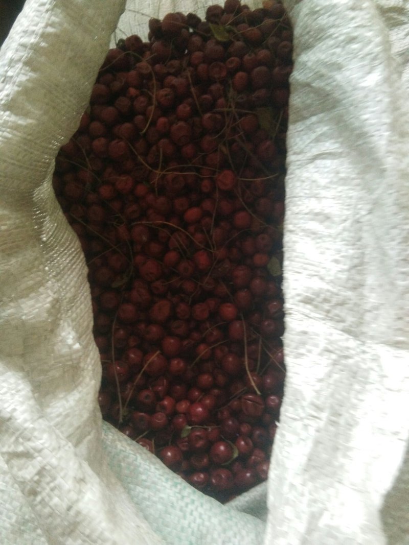 酸枣