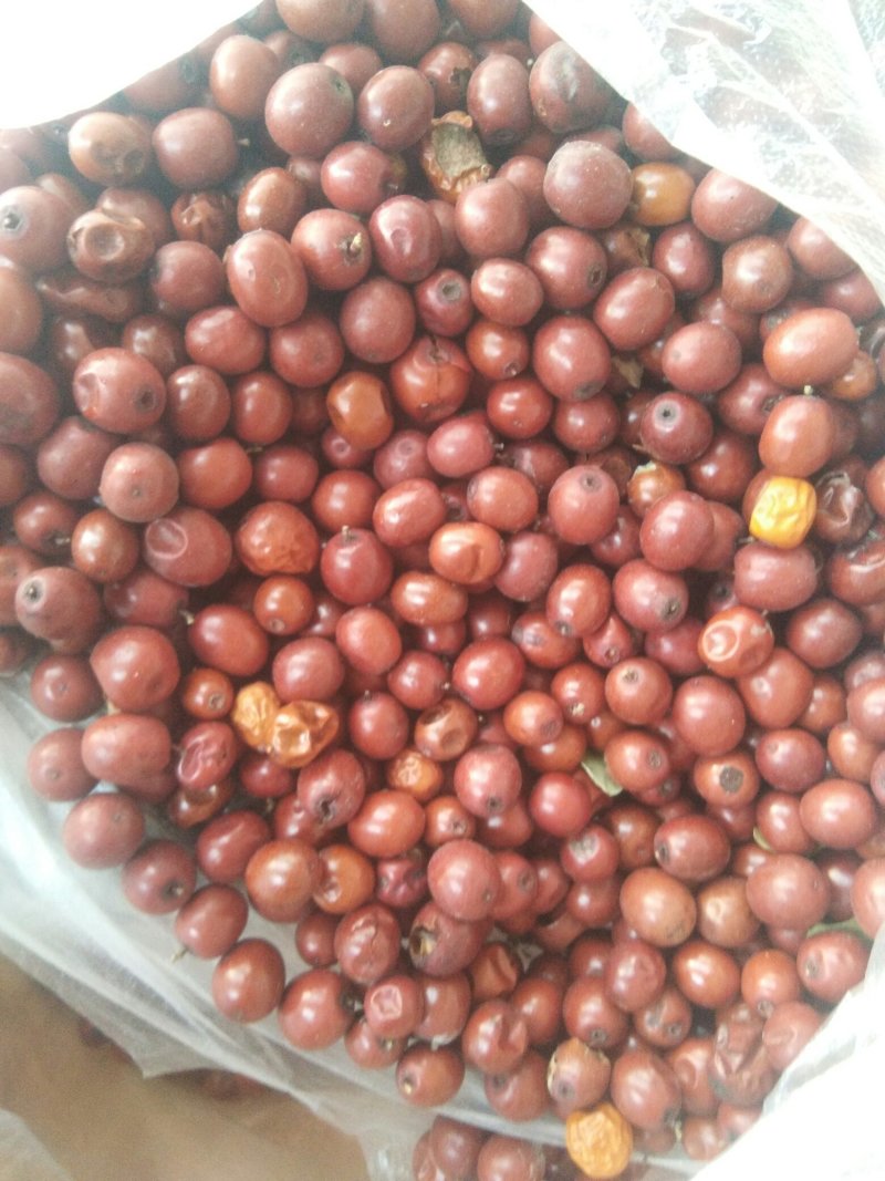 酸枣