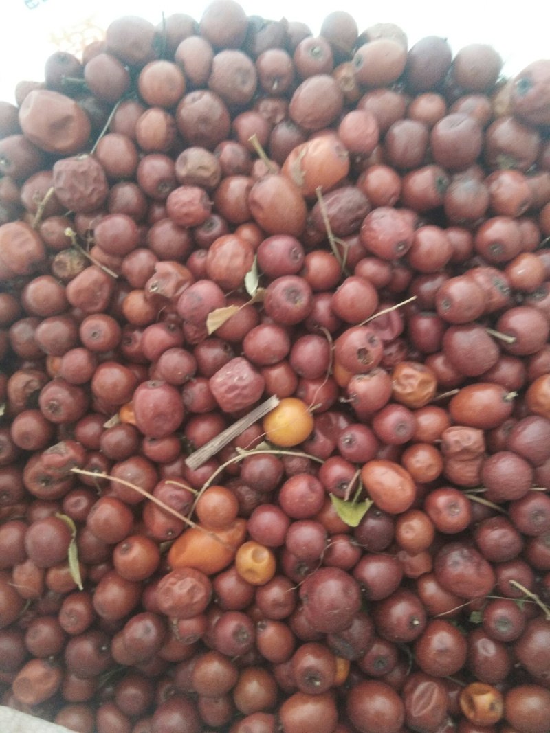 酸枣