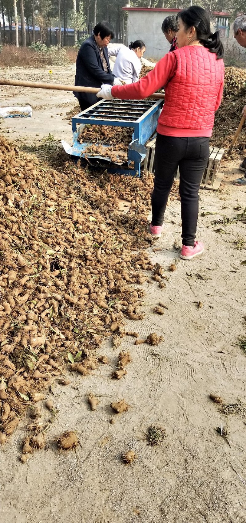 白术种苗
