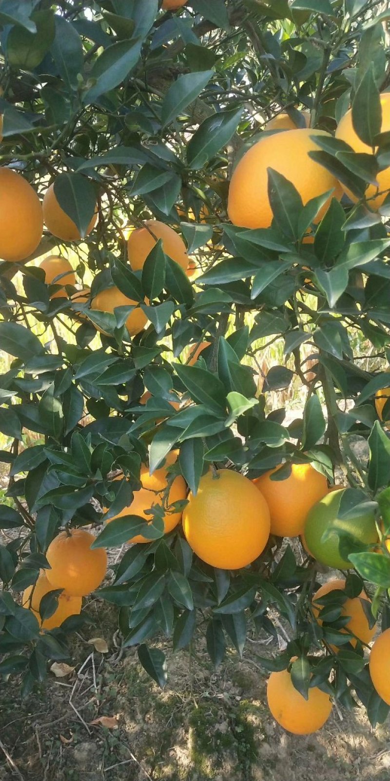牛油果