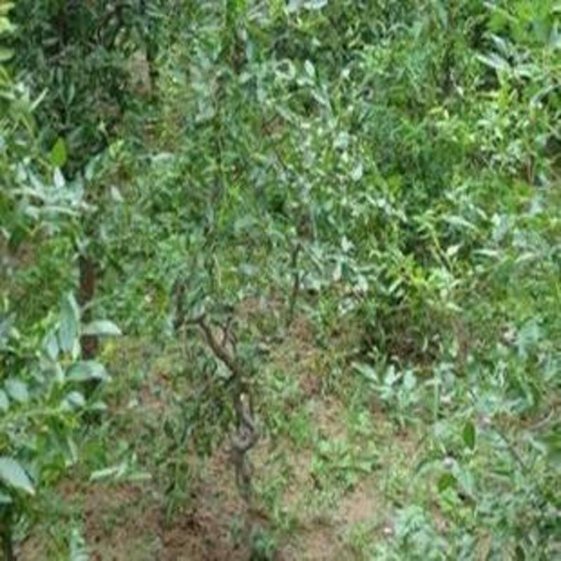 金丝枣树苗专业枣树苗基地品种全保证纯度