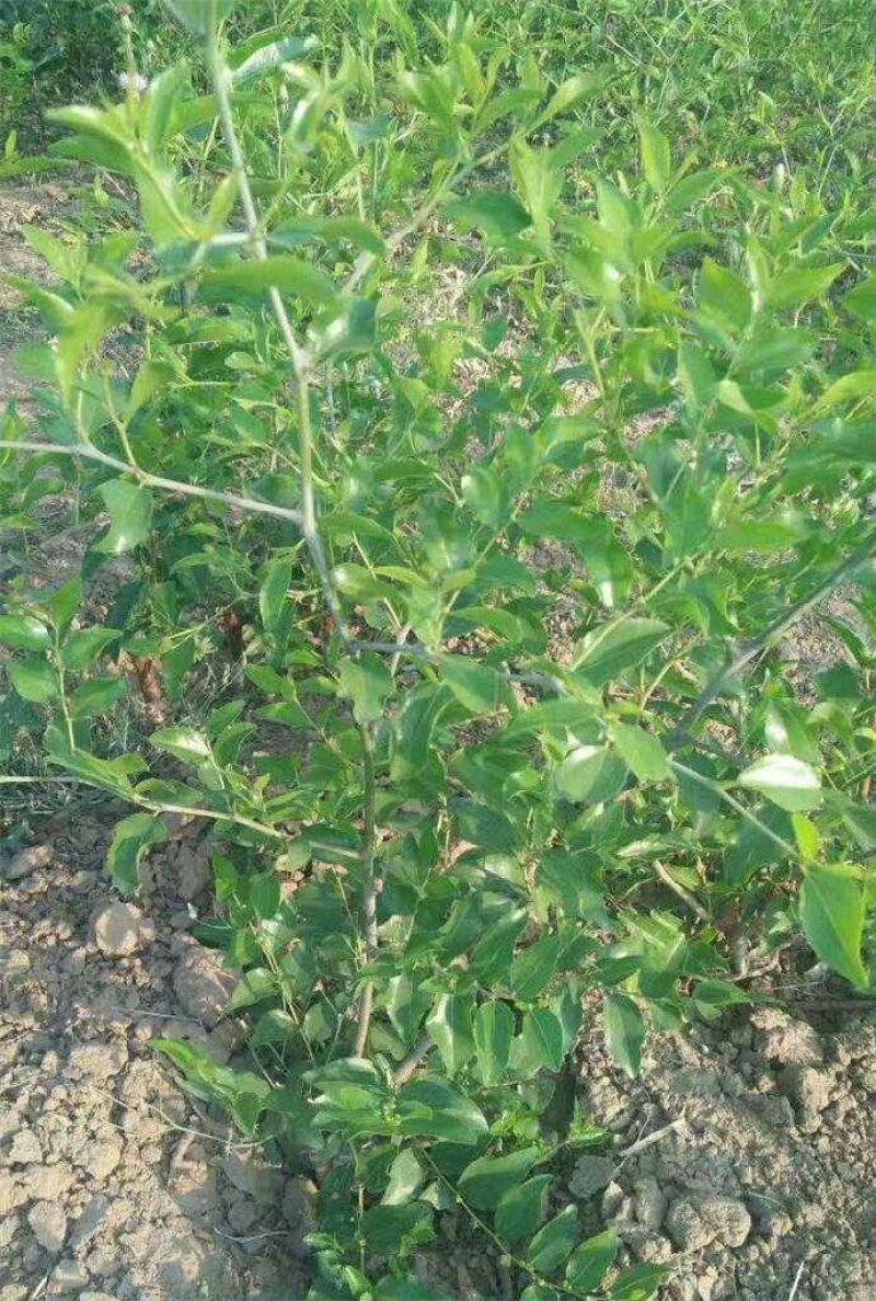 金丝枣树苗专业枣树苗基地品种全保证纯度