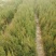 营养钵侧柏苗规格齐全不脱脚量大优惠