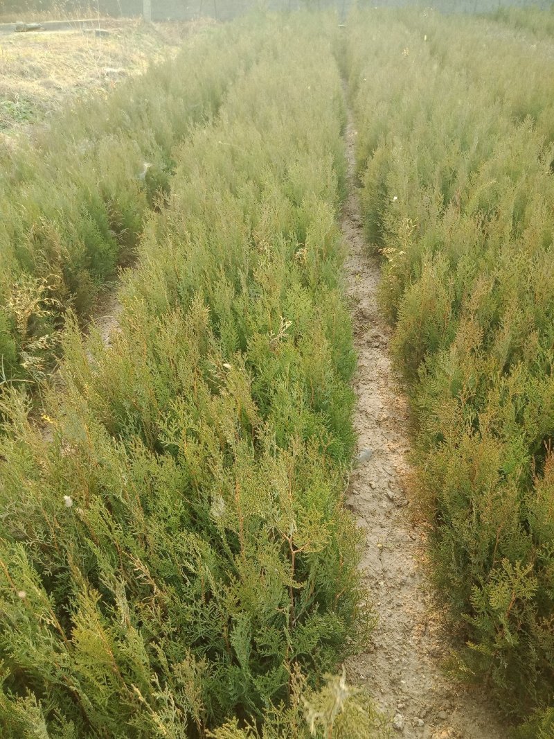 营养钵侧柏苗规格齐全不脱脚量大优惠