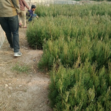 营养钵侧柏苗规格齐全不脱脚量大优惠