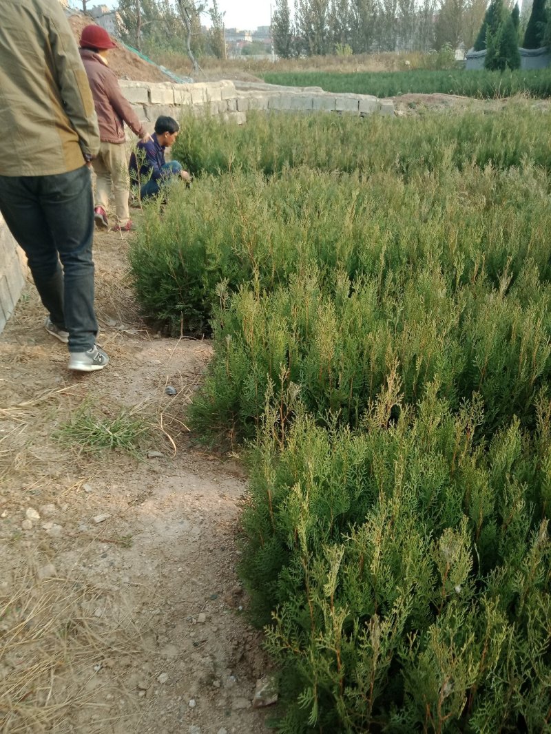 营养钵侧柏苗规格齐全不脱脚量大优惠