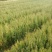 营养钵侧柏苗规格齐全不脱脚量大优惠