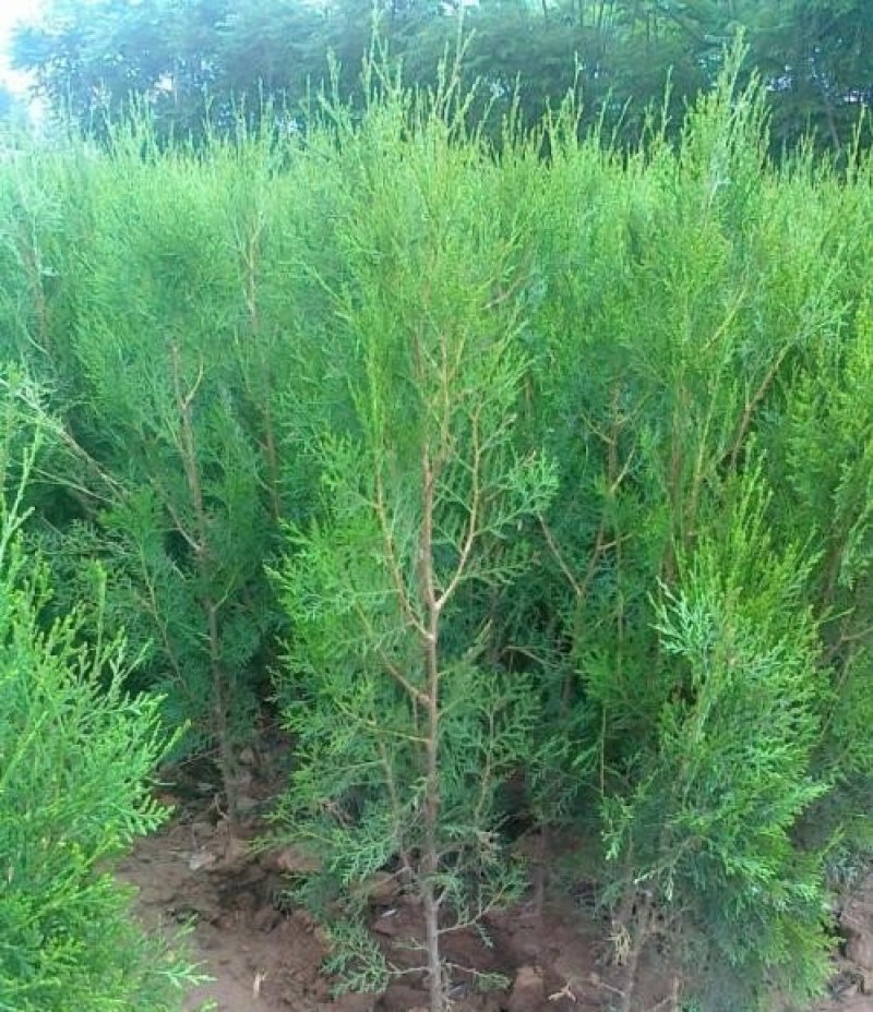 营养钵侧柏苗规格齐全不脱脚量大优惠