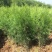 营养钵侧柏苗规格齐全不脱脚量大优惠