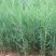 营养钵侧柏苗规格齐全不脱脚量大优惠