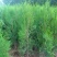 营养钵侧柏苗规格齐全不脱脚量大优惠