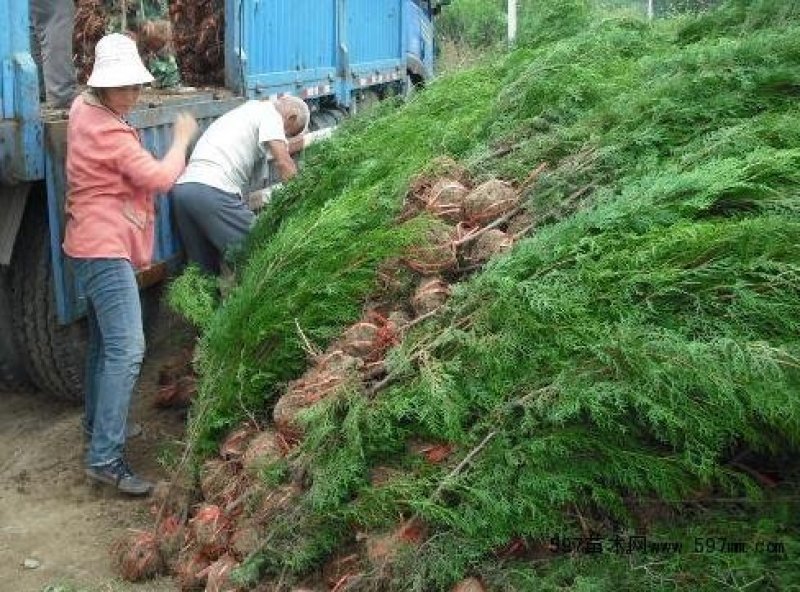 营养钵侧柏苗规格齐全不脱脚量大优惠