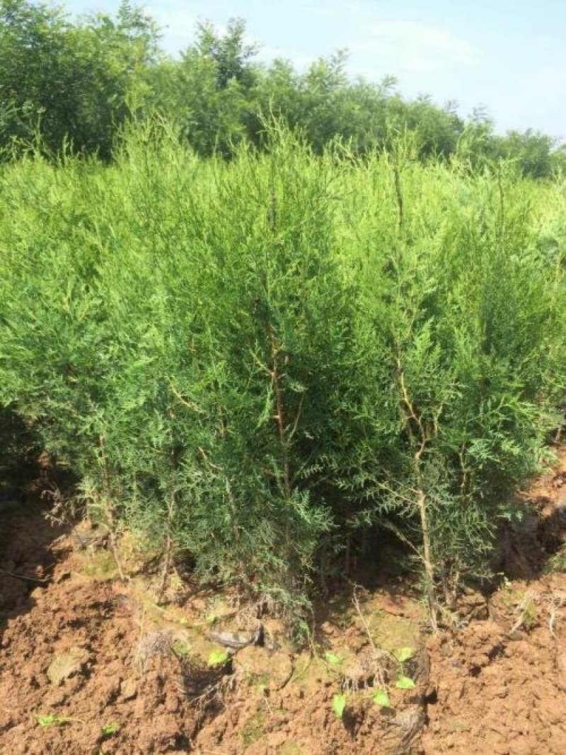 营养钵侧柏苗规格齐全不脱脚量大优惠