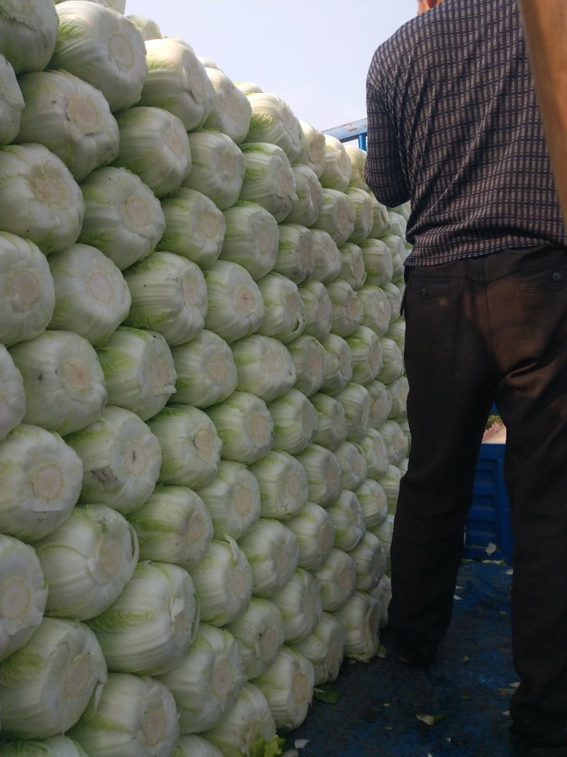 青州市秋季黄心大白菜大量上市，产地直供大量供应