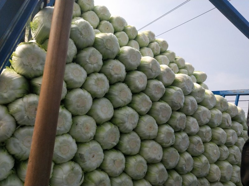 青州市秋季黄心大白菜大量上市，产地直供大量供应