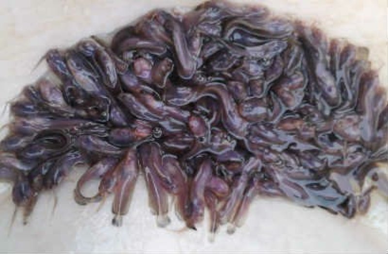 快大三黄杂交塘角鱼鱼苗，养殖速度快，抗病能力强，颜色漂亮