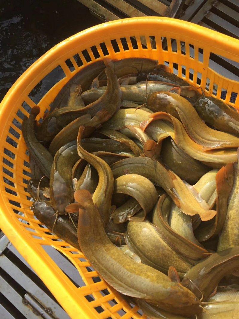 快大三黄杂交塘角鱼鱼苗，养殖速度快，抗病能力强，颜色漂亮