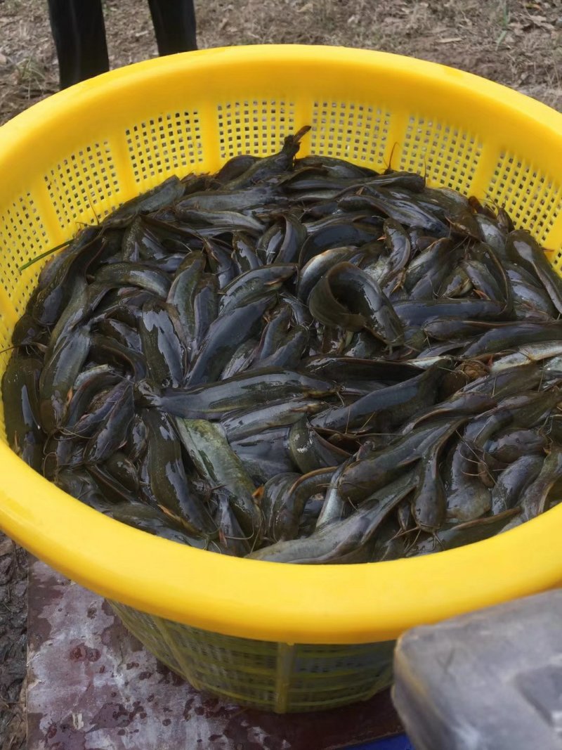 快大三黄杂交塘角鱼鱼苗，养殖速度快，抗病能力强，颜色漂亮