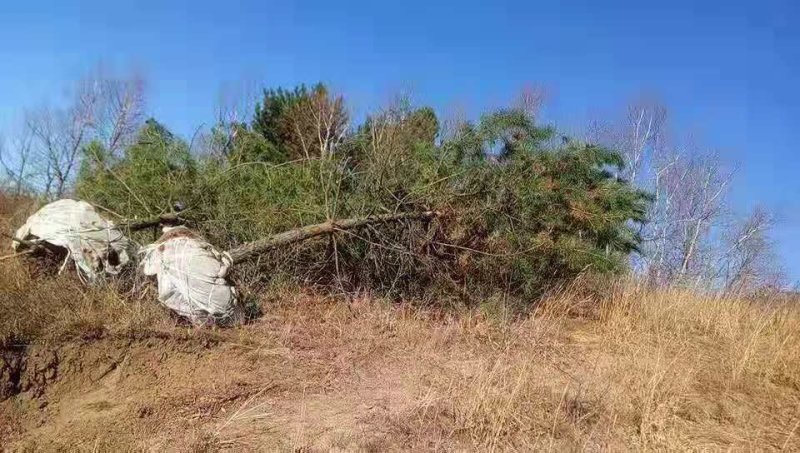 松树