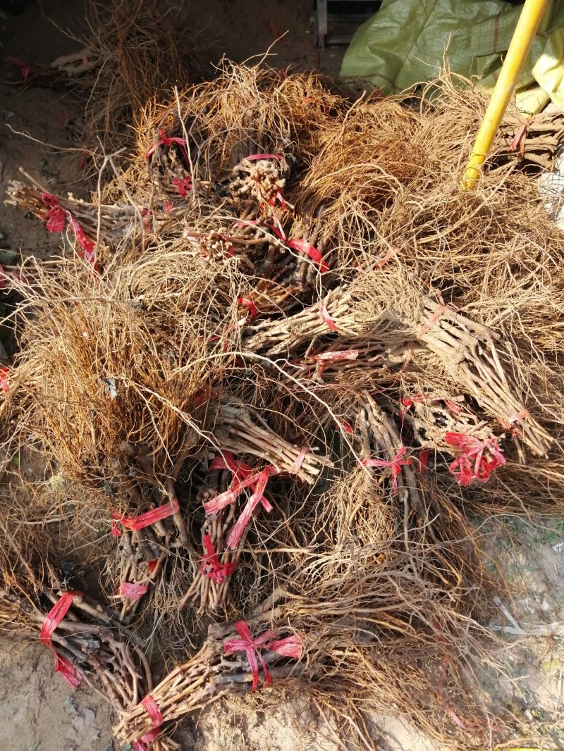 夏黑户太八号巨玫瑰阳光玫瑰葡萄苗