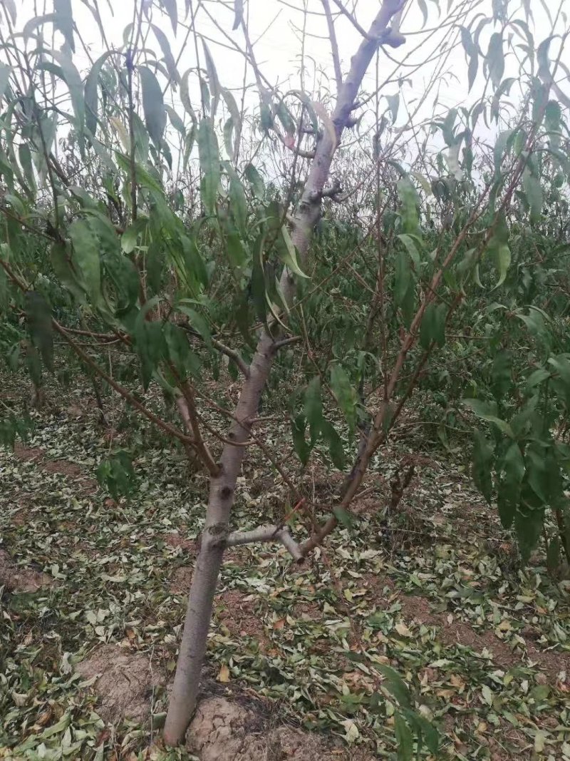 占地桃树，5---10公分，各种规格的都有，保证质量，诚