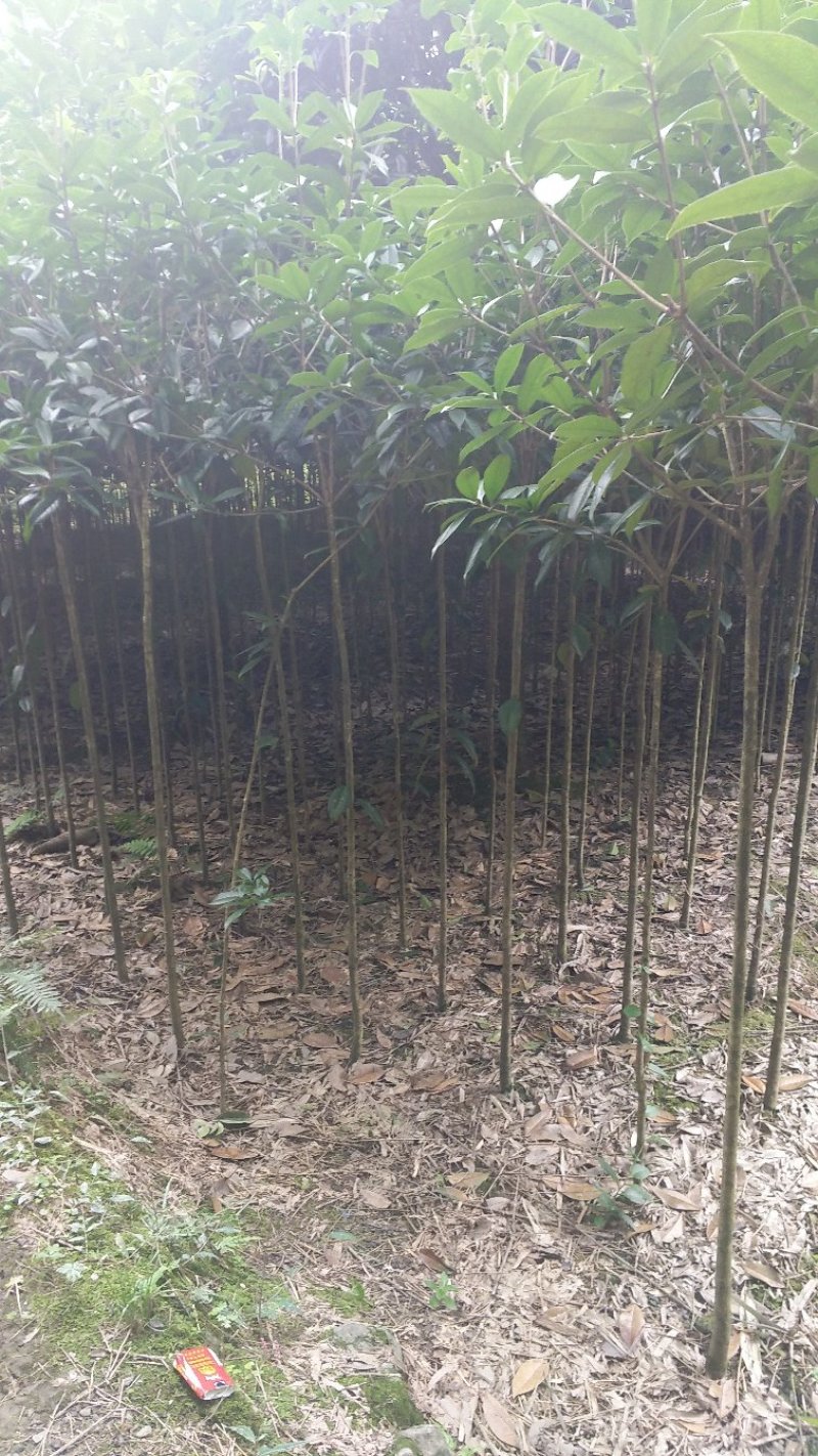八月桂18-20cm量多