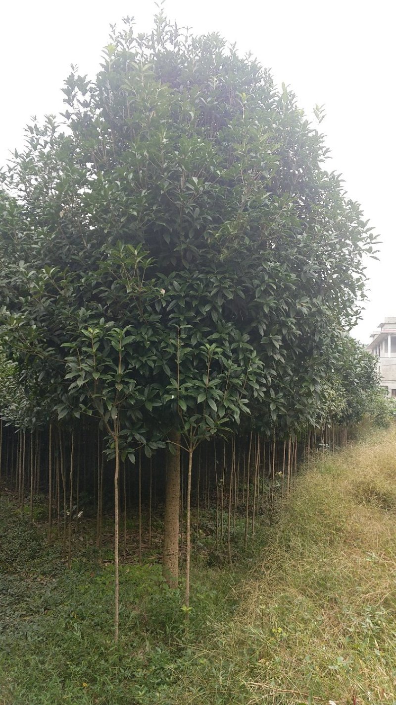 八月桂18-20cm量多