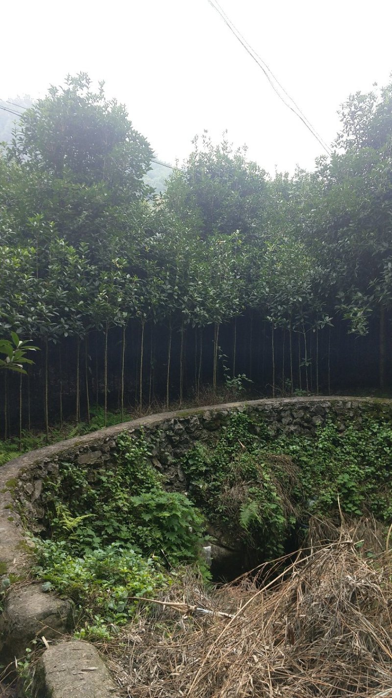 八月桂18-20cm量多