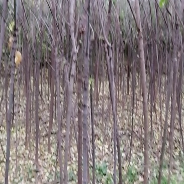 丝棉木