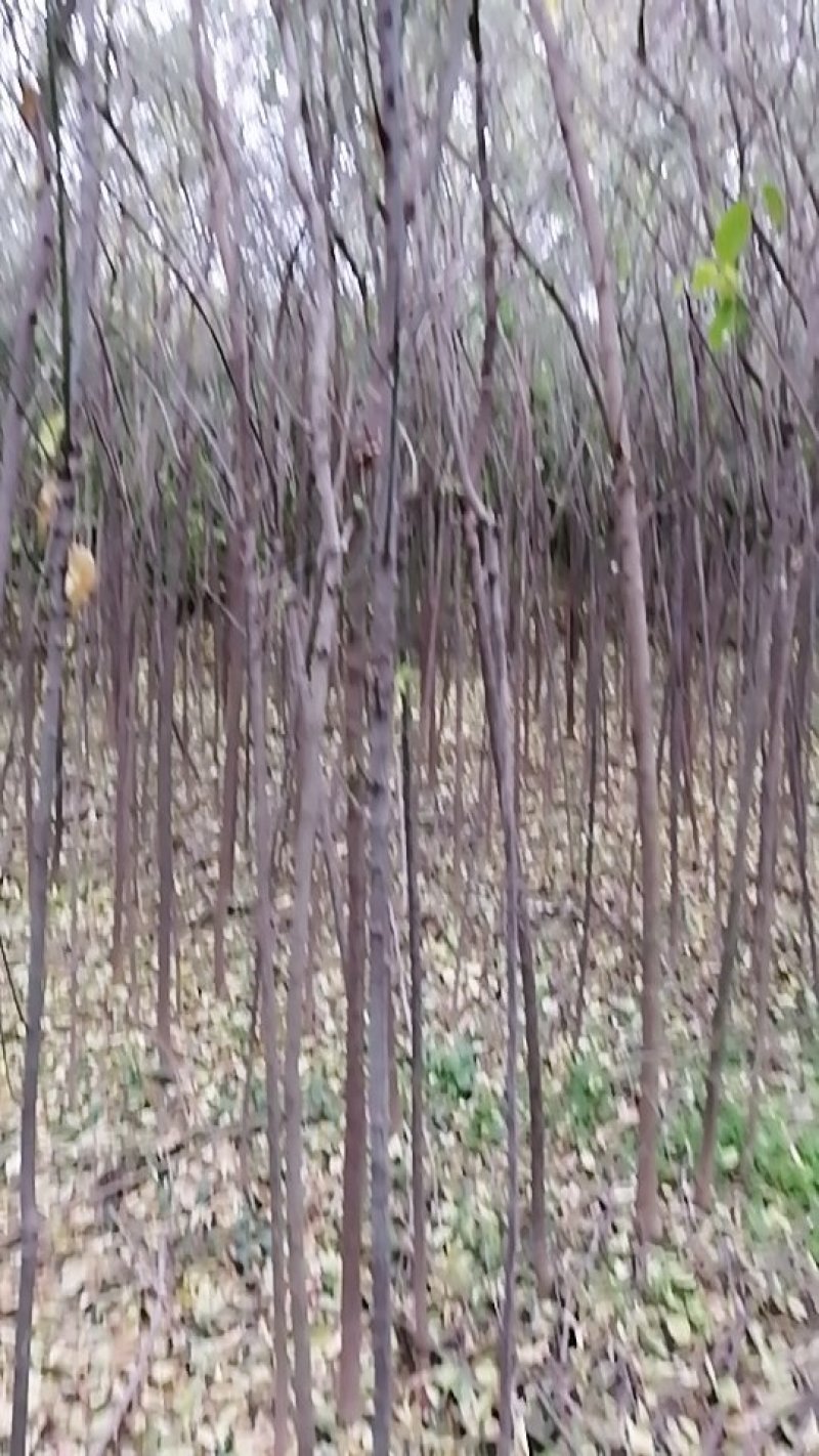 丝棉木