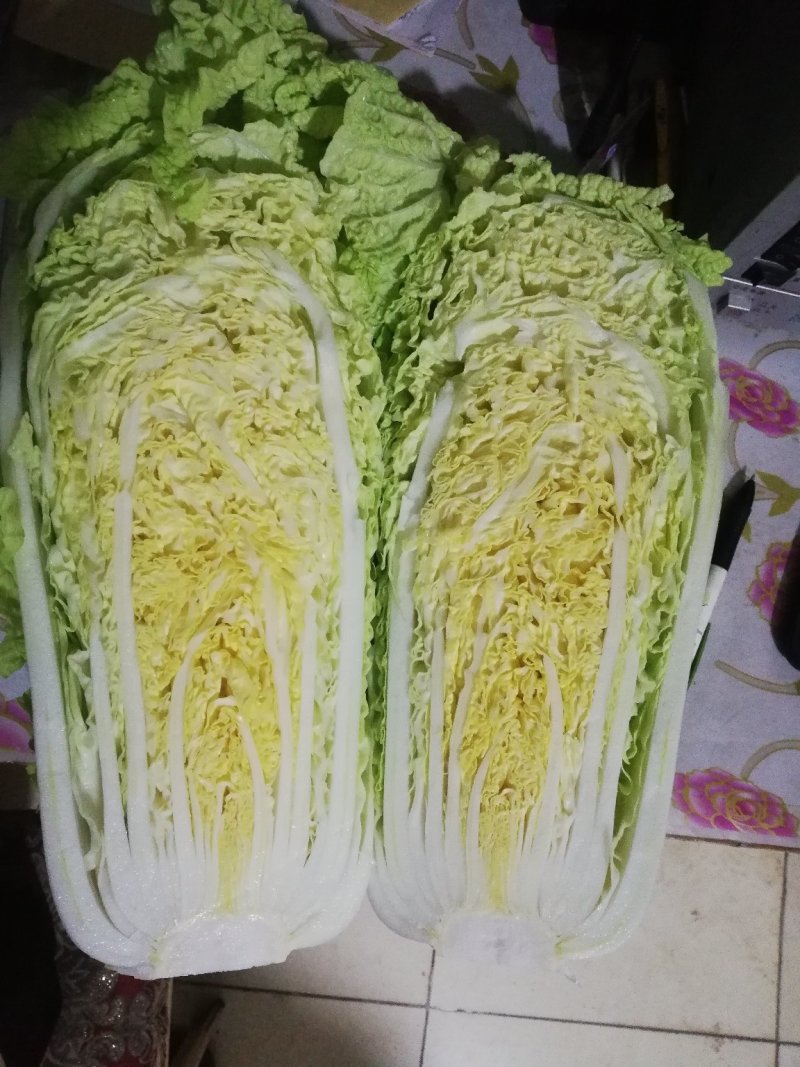 山东北京新三号白菜，大白菜净菜4-6斤适合超市，市场