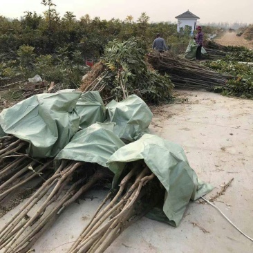 碧根果树两年苗有要的联系我