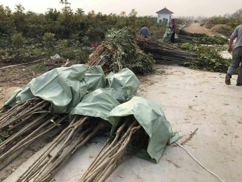 碧根果树两年苗有要的联系我