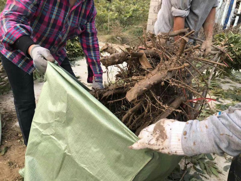 碧根果树两年苗有要的联系我