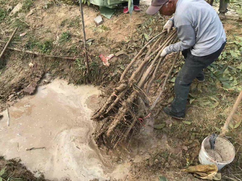 碧根果树两年苗有要的联系我