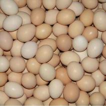求购一吨鸡蛋！批发和养殖场的都可以