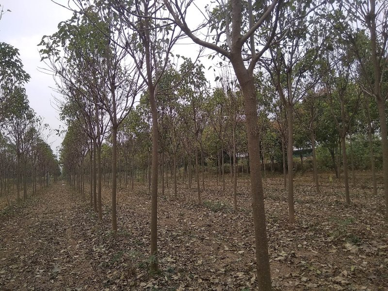 楸树，清地