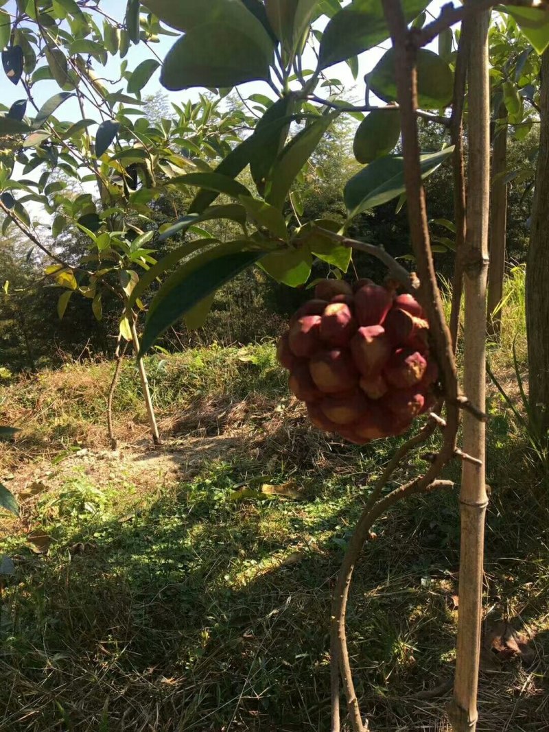 黑老虎
