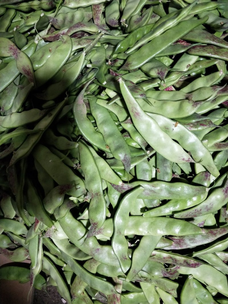 油豆一点红