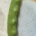 油豆一点红