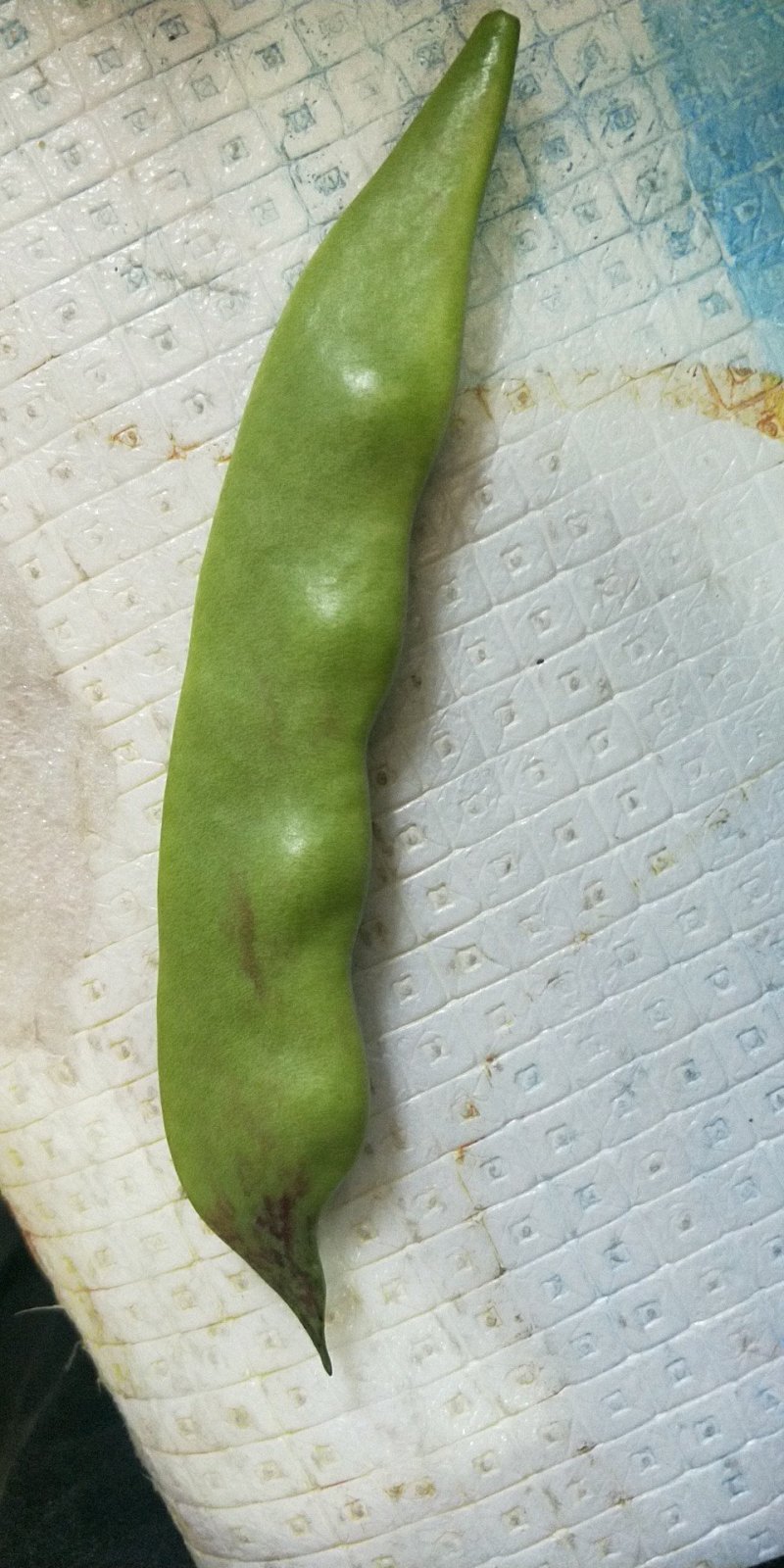油豆一点红